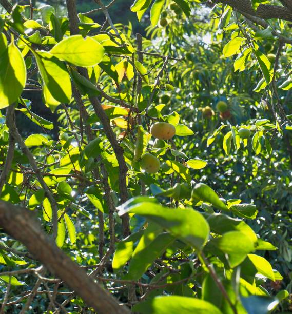 istock A persimmon ripe in a persimmon tree, korea 1042175098