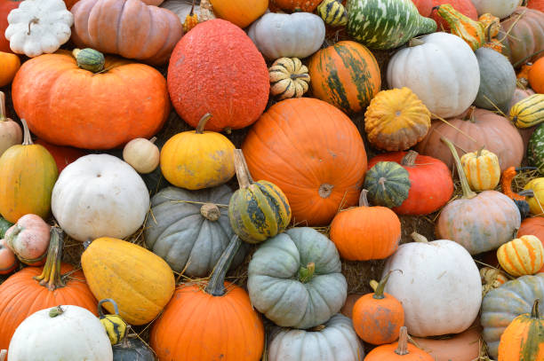 istock Autumn halloween pumpkins 1042178042