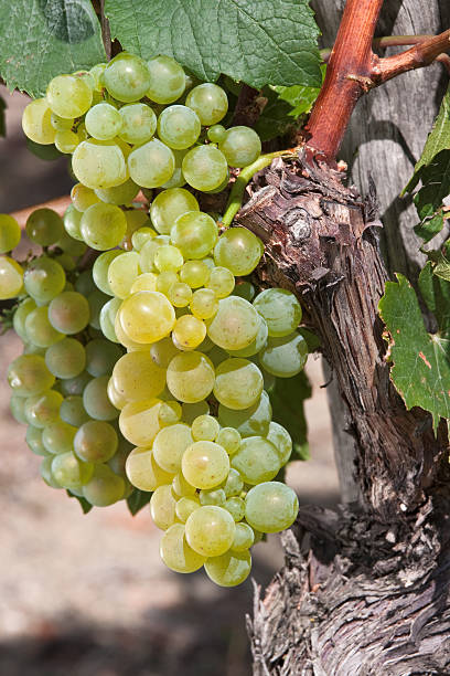 istock Grapes for making white Burgundy wine 104218458