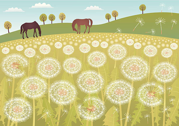 illustrazioni stock, clip art, cartoni animati e icone di tendenza di dente di leone paesaggio - dandelion single flower flower white