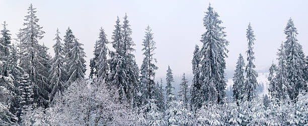 Winter pine trees stock photo