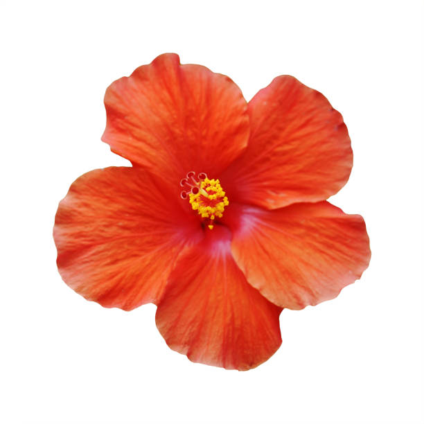 istock vivid orange hibiscus flower isolated on white with clipping path 1042192724