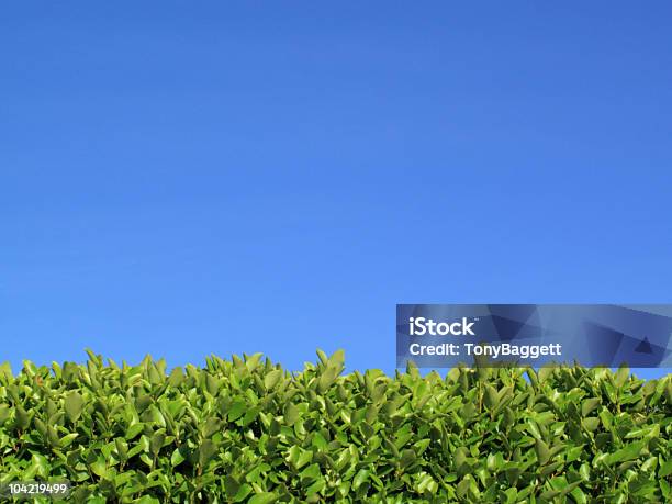 Liguestro Seto Y Cielo Azul Foto de stock y más banco de imágenes de Sección alta - Sección alta, Seto, Arbusto