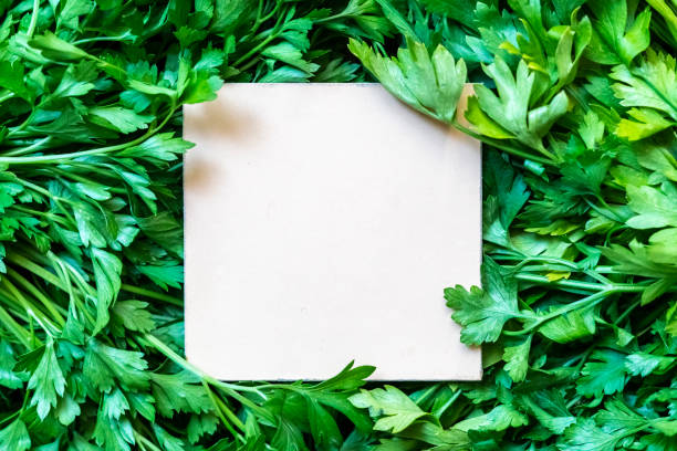 istock fresh raw green parsley herb bunch with white square frame on top copy space creative design f 1042204648