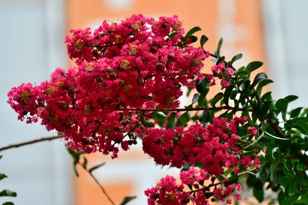 istock Japanese Crape Myrtle / Lagerstroemia indica 1042208222