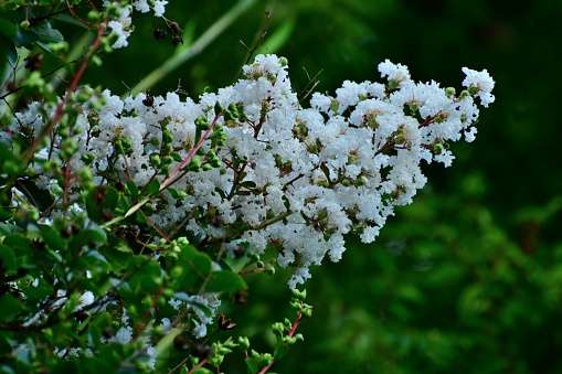 Crape myrtle is a deciduous tree or shrub, with especially handsome bark; the smooth gray outer bark flaking away to reveal glossy cinnamon brown bark beneath. Small white, red or purple flowers are borne in clusters in early summer, often blooming again in late summer.