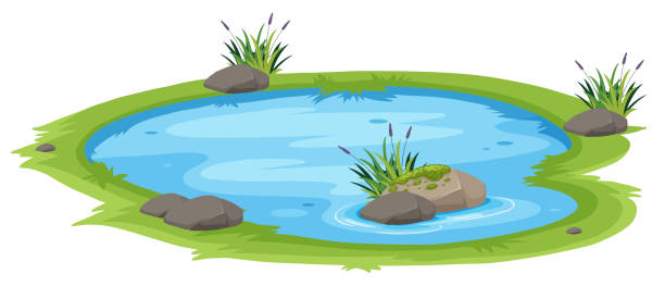 ein naturteich auf weißem hintergrund - pond stock-grafiken, -clipart, -cartoons und -symbole