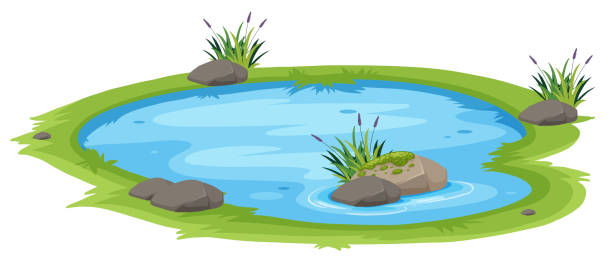 A Natural Pond On White Background Stock Illustration - Download Image Now  - Pond, Cartoon, Lake - iStock