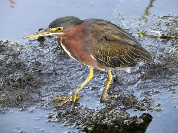 green heron (butorides virescens) - virescens imagens e fotografias de stock