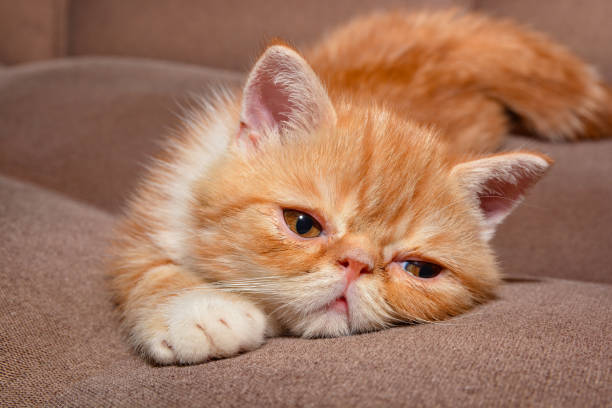 Short Hair Persian Cat Stock Photos, Pictures & Royalty-Free Images - iStock Short Hair Persian Cat Stock Photos, Pictures & Royalty-Free Images - iStock