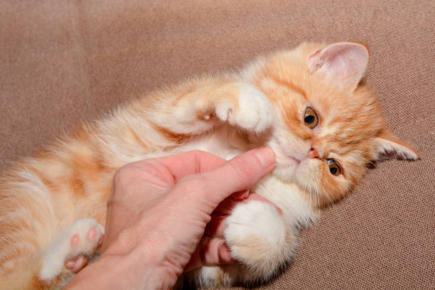 istock Little kitten exotic breed color red marble lying on the couch 1042211260
