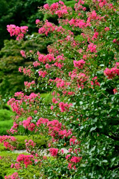 istock Japanese Crape Myrtle / Lagerstroemia indica 1042211680