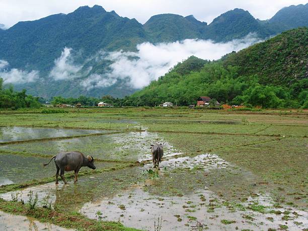 Buffalo at a Farm in Vietnam