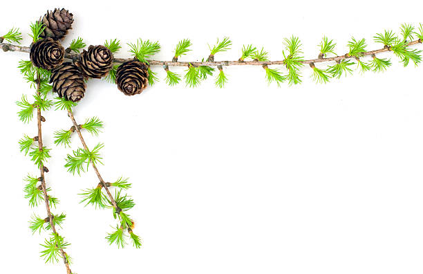 Branch of tree with cones stock photo
