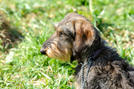 A sunlit dog of the Standard Schnauzer breed leaned on the curb and looks ahead.