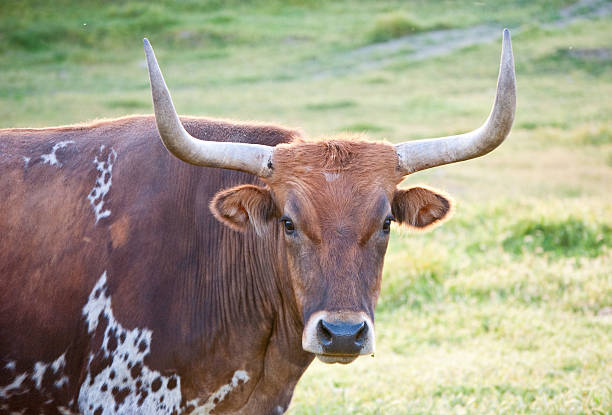 istock longhorn bull 104221389