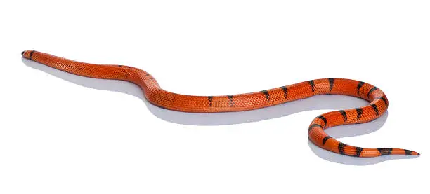 Photo of Side view of Honduran milk snake, slithering.