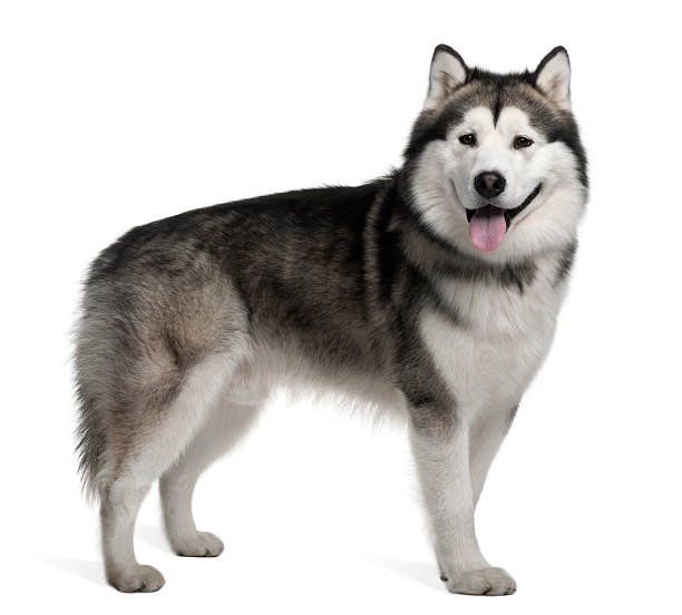 Side view of Alaskan malamute standing and panting  malamute stock pictures, royalty-free photos & images