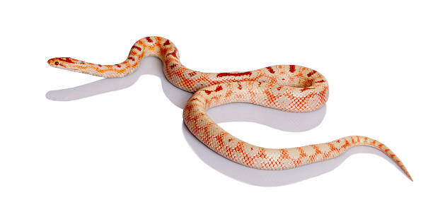 istock Side view of Snake slithering. studio shot 104221466