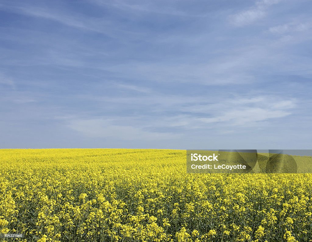 Campo di stupro - Foto stock royalty-free di Agricoltura