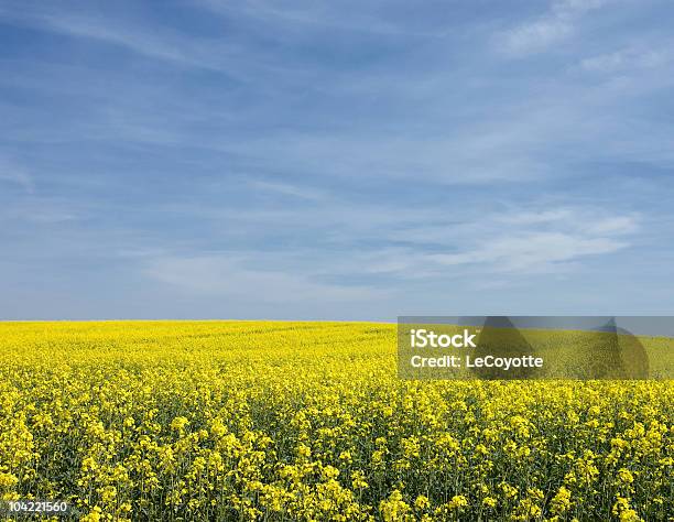 Campo Di Stupro - Fotografie stock e altre immagini di Agricoltura - Agricoltura, Ambientazione esterna, Blu