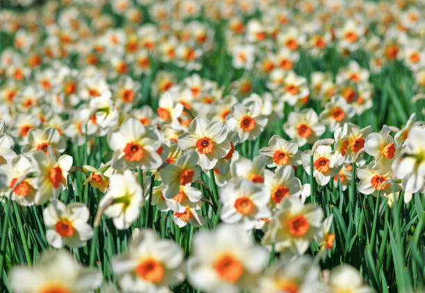 field of желтый - gartenblume стоковые фото и изображения