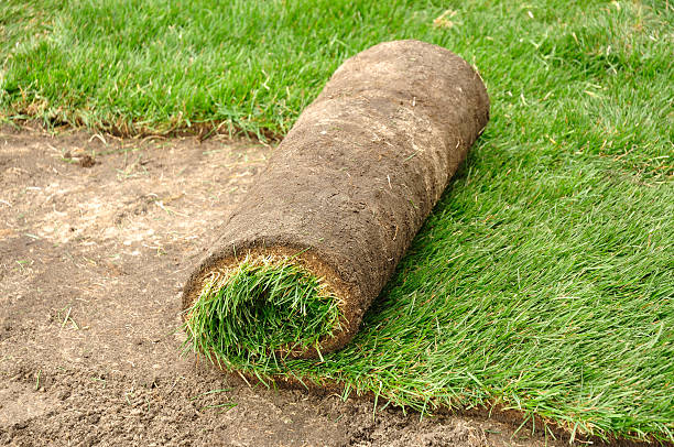 srotolamento della zolla - unrolling foto e immagini stock