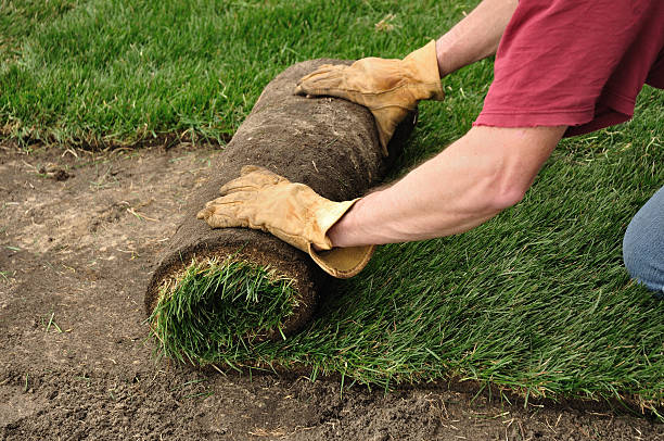 Unrolling Sod  turf photos stock pictures, royalty-free photos & images