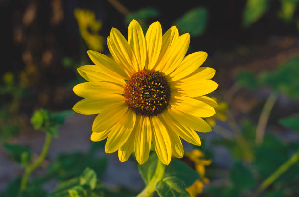 A view of the single solo sunflower in the yard under the setting evening sun.