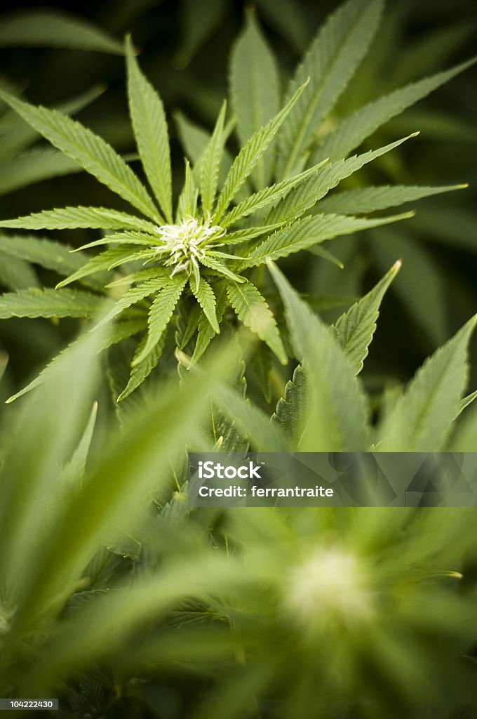 Marihuana - Foto de stock de Cannabis - Narcótico libre de derechos