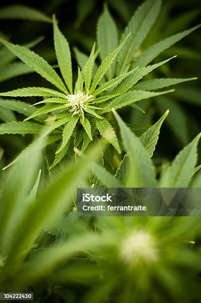 Marihuana Foto de stock y más banco de imágenes de Cannabis - Narcótico - Cannabis - Narcótico, Color - Tipo de imagen, Drogadicción