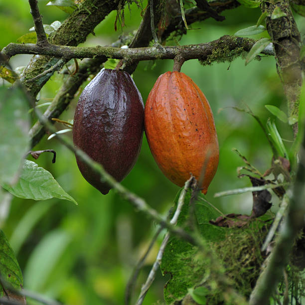 istock cacao plant with fruits 104222574