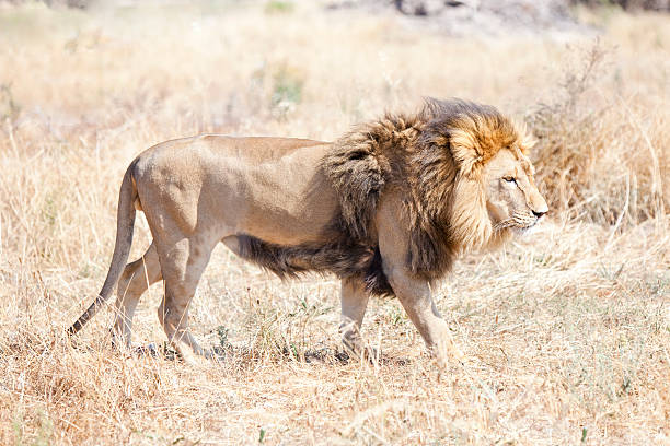 istock Lion wondering the hot African savannah 104222587