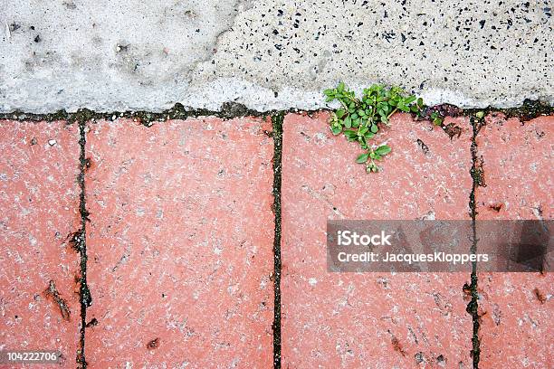 New Growth Breaking Through Paving Stock Photo - Download Image Now - Breaking, Brick, Challenge