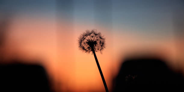 istock Dandelion silhouette at sunset 1042236500
