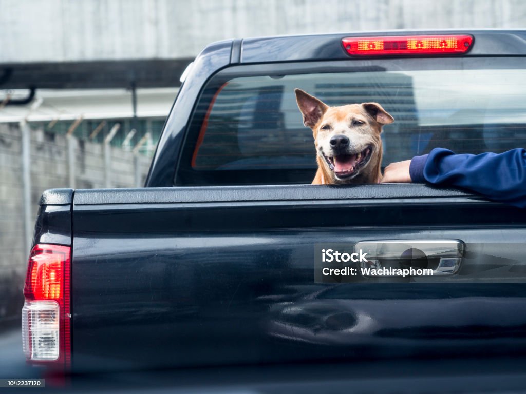 Perro en negro de vista trasera camión recogida - Foto de stock de Camioneta libre de derechos