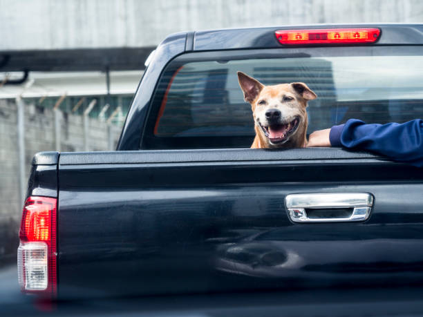 Dog on black pick up truck back view Dog on black pick up truck back view pick up truck photos stock pictures, royalty-free photos & images