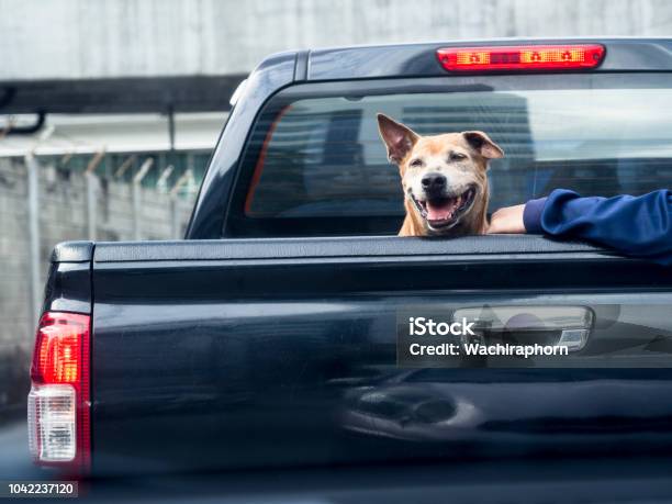Dog On Black Pick Up Truck Back View Stock Photo - Download Image Now - Pick-up Truck, Dog, Bed - Furniture