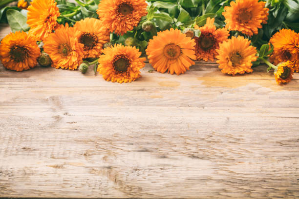 Calendula on wooden table, copy space, details Calendula, pot marigold on wooden table, space for text, closeup view with details autumn copy space rural scene curing stock pictures, royalty-free photos & images
