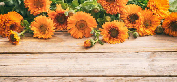 Calendula on wooden table, banner, copy space, details Calendula, pot marigold on wooden table, banner, space for text, closeup view with details autumn copy space rural scene curing stock pictures, royalty-free photos & images