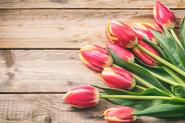 istock Tulips on wooden background, copy space 1042241396