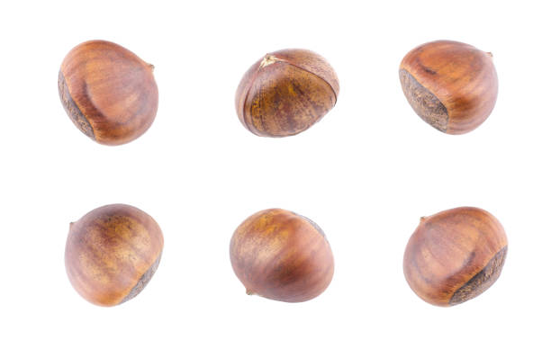 istock Roasted chestnuts collection on white background,with clipping path. 1042249382