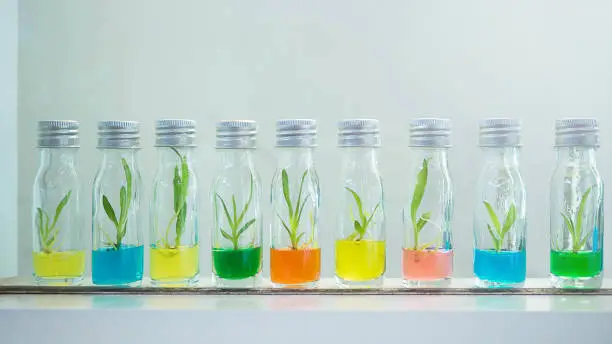 cultivated varieties of sapling orchid in bottles,baby orchid in the bottle put in a long row