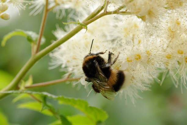 istock Bumble Bee on a flower close up 1042251522