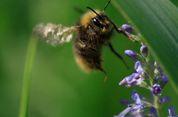 istock Bumble Bee on a flower close up 1042252900