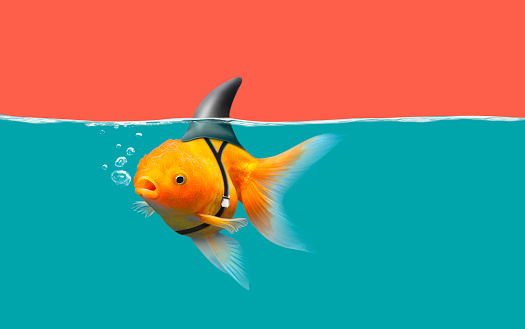 Goldfish with shark fin swim in green water and red sky, Gold fish with shark flip