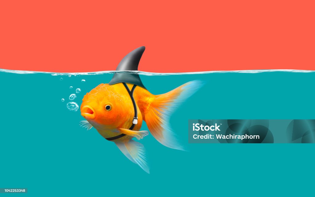 Gold fish with shark flip Goldfish with shark fin swim in green water and red sky, Gold fish with shark flip Artificial Stock Photo