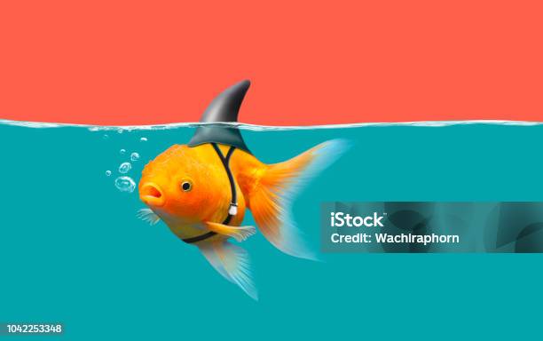 Gold Fish With Shark Flip Stock Photo - Download Image Now - Artificial, The Media, Fish