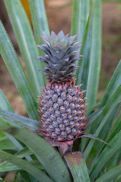istock Pineapple growing in a plantation, tropical fruit, Thailand. Close up 1042257184