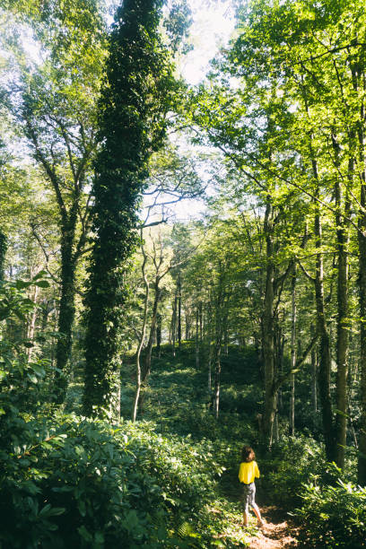 istock Mtirala National Park in Georgia 1042261482